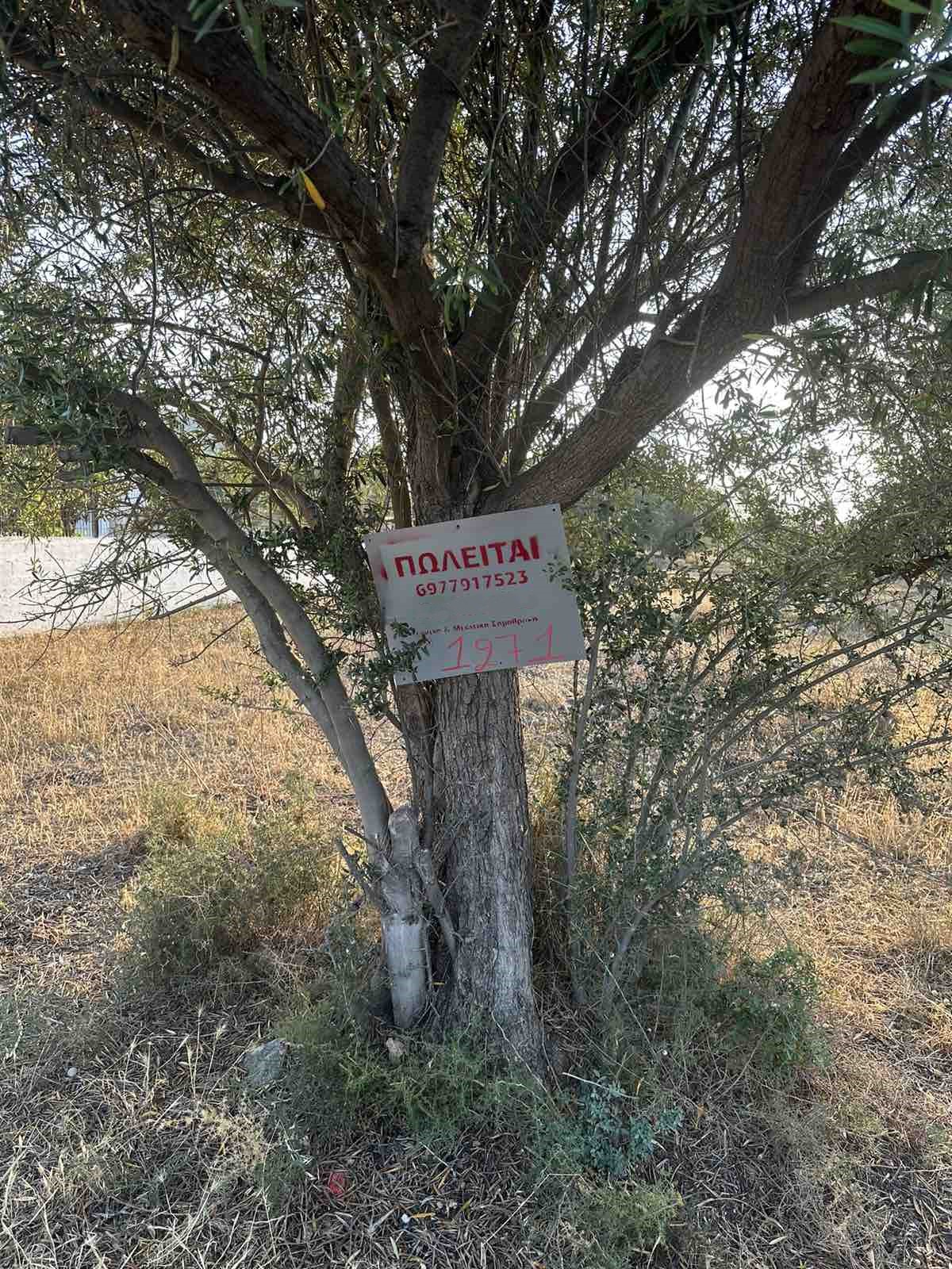 Οικόπεδο 247 τ.μ. στα Σελήνια Σαλαμίνας (εκτός σχεδίου)