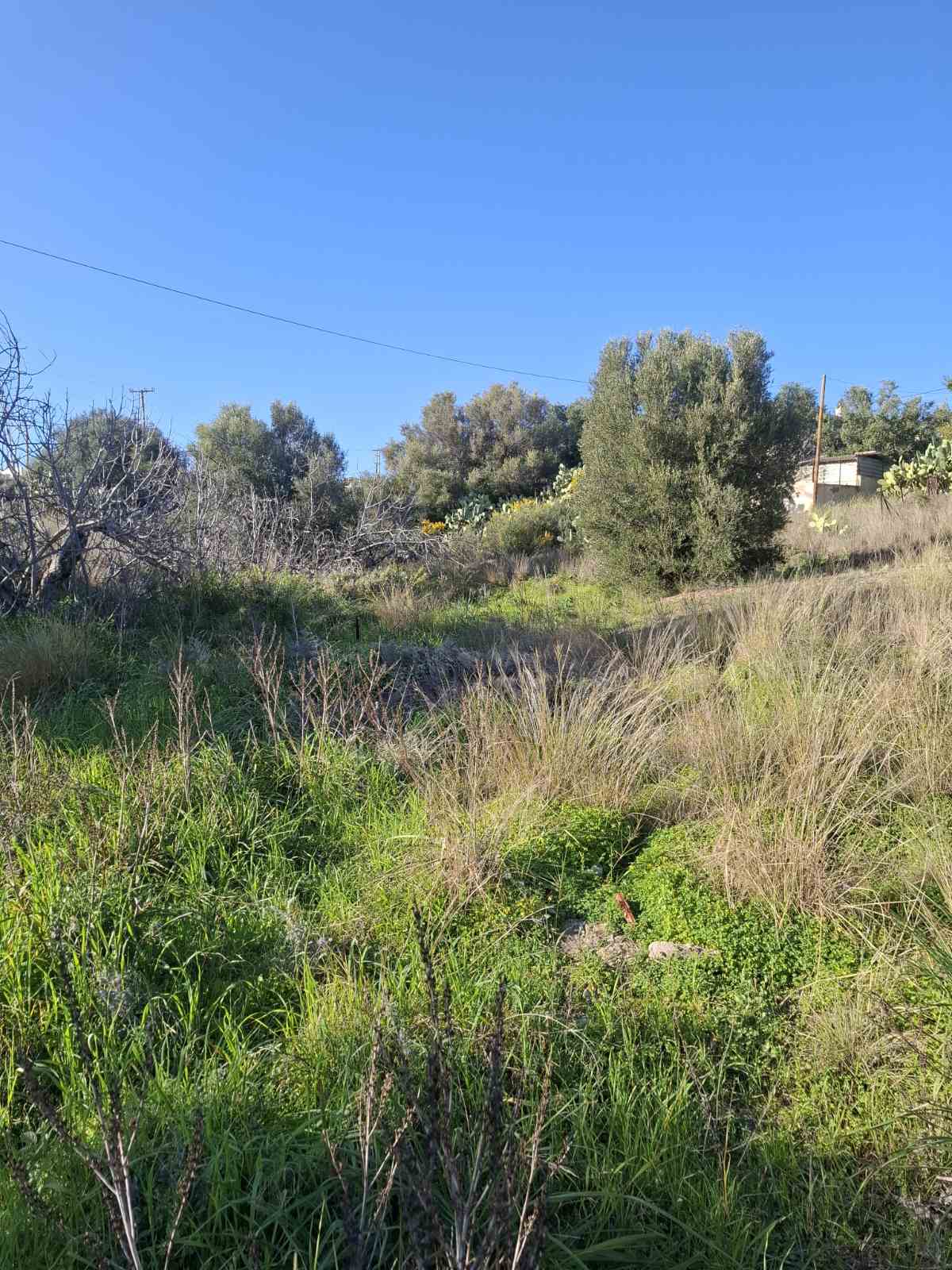 Terreno di 448 m² a Kaki Vigla, Salamina (fuori dal piano regolatore)